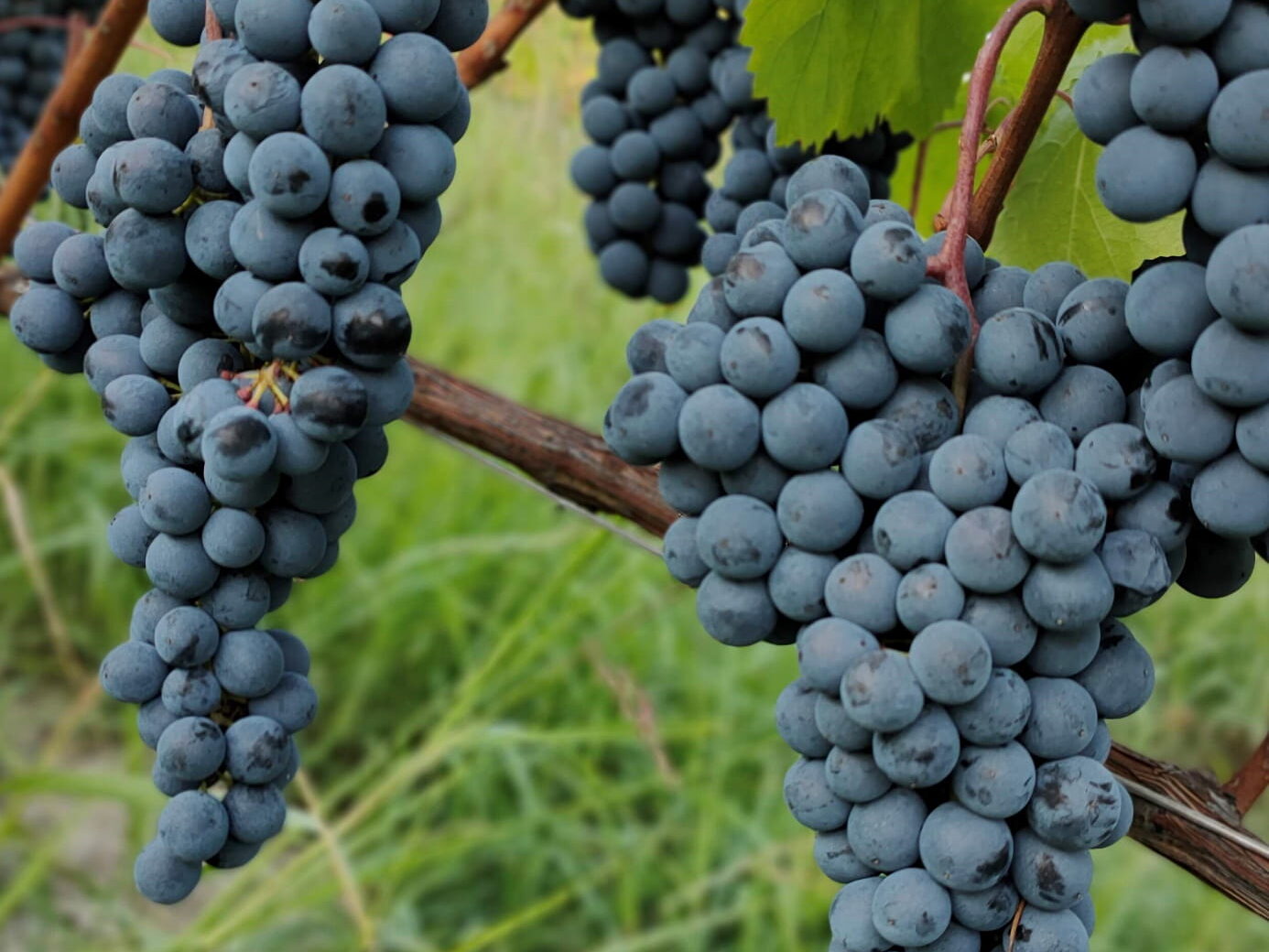 Wino włoskie i produkty BIO – idealne połączenie smaku, tradycji i jakości